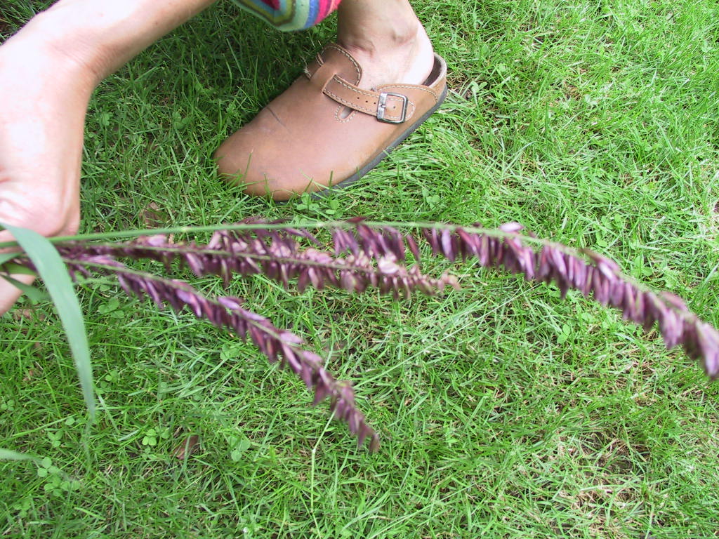 Melica altissima Purpurea 02.jpg